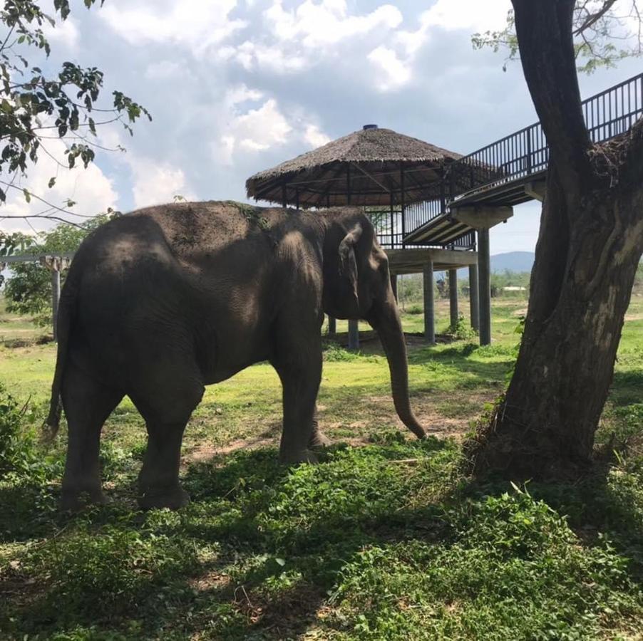 Elephant View Camp Ban Huai Thawai Ngoại thất bức ảnh