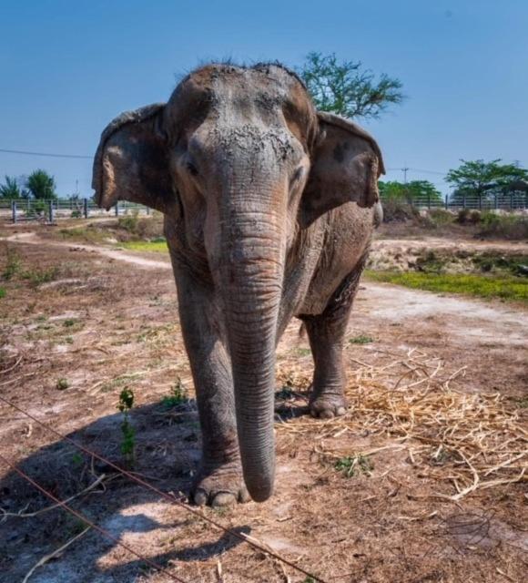 Elephant View Camp Ban Huai Thawai Ngoại thất bức ảnh