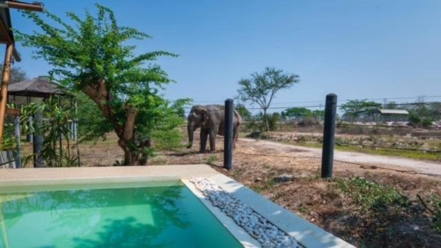 Elephant View Camp Ban Huai Thawai Ngoại thất bức ảnh